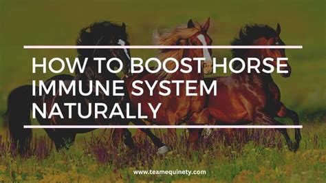 The Benefits of Magical Concoctions for Horse Hoof Health